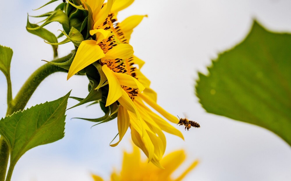 Бізнес-ідеї