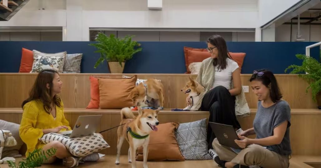 Coworking, kde m&ocirc;žete pr&iacute;sť s dom&aacute;cimi zvieratami