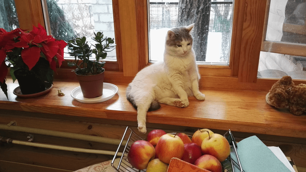 Pobyt zvierat v hoteloch