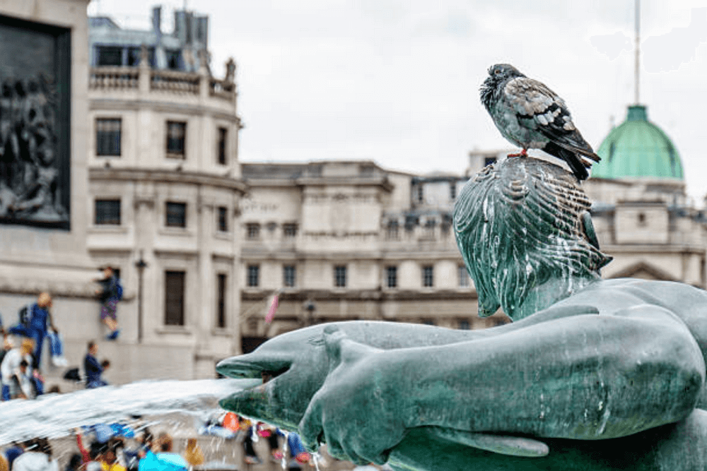 метафора: негативні відгуки в інтернеті як голуб на статуї