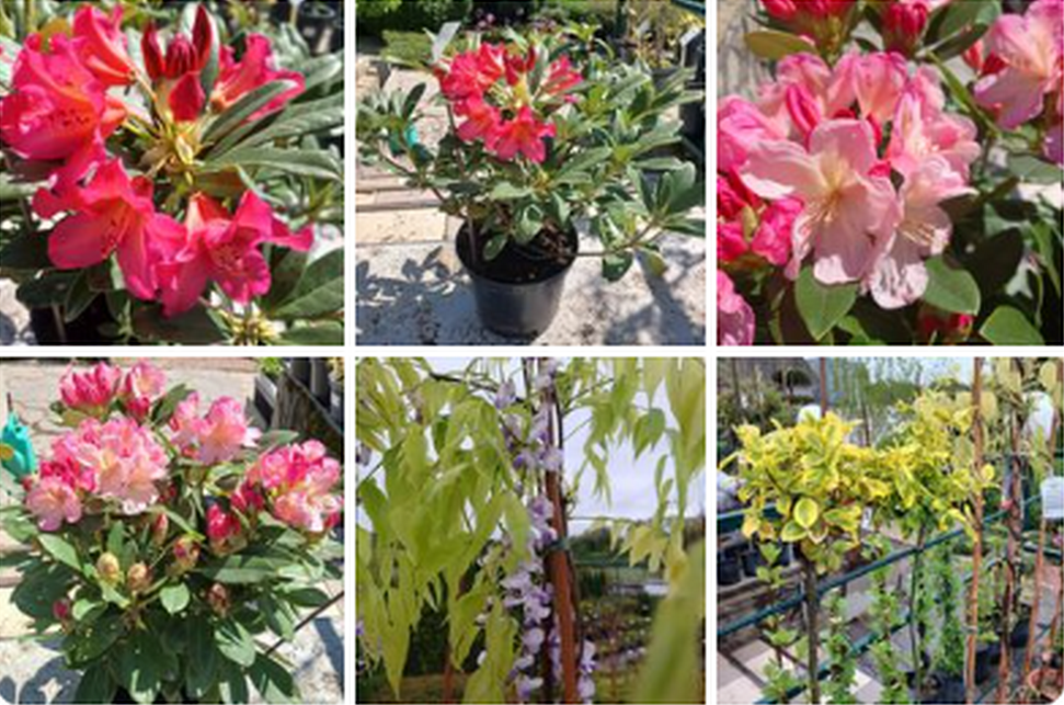 Garden Center