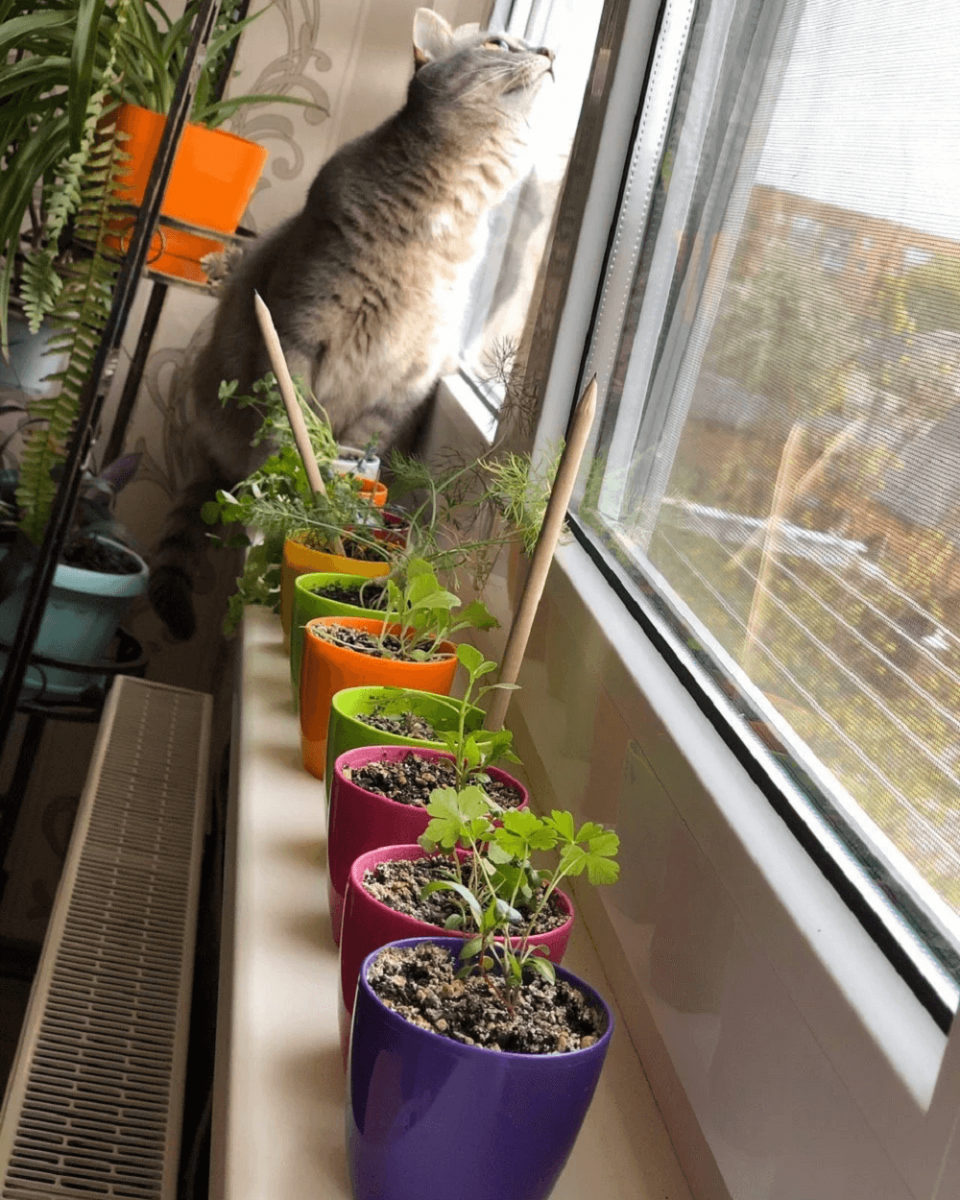 Podnikateľsk&yacute; n&aacute;pad: pestovanie rastl&iacute;n z ceruziek