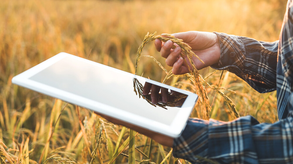 Anal&yacute;za poklesu produkcie obiln&iacute;n na ukrajinskom trhu