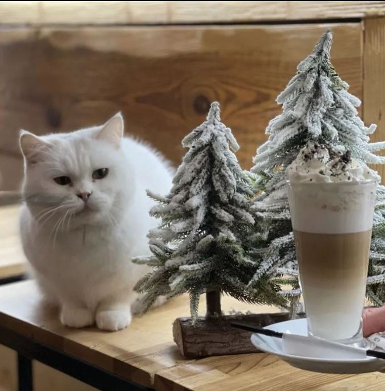 Бізнес-ідея: відкриття кафе для котів