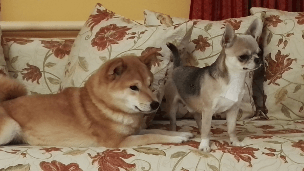 Проживання тварин в готелях